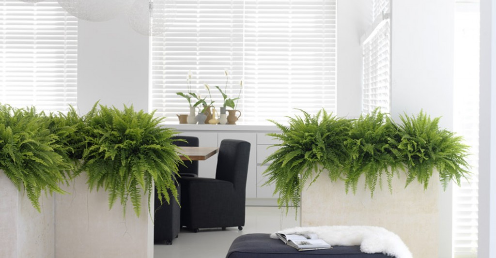 Lab | Microferns
